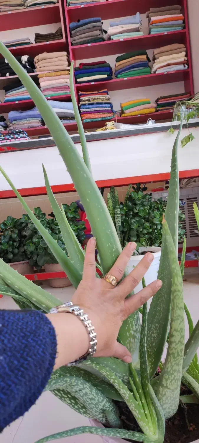 الوئه ورا خیلی بزرگ|گل و گیاه طبیعی|سبزوار, توحیدشهر|دیوار