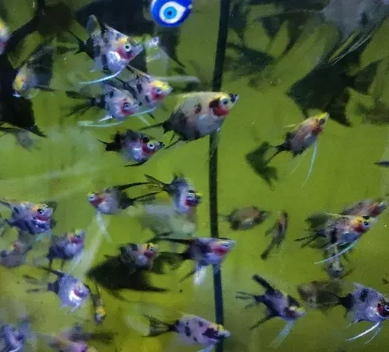 *آنجل باله بلند*|ماهی|تبریز, |دیوار