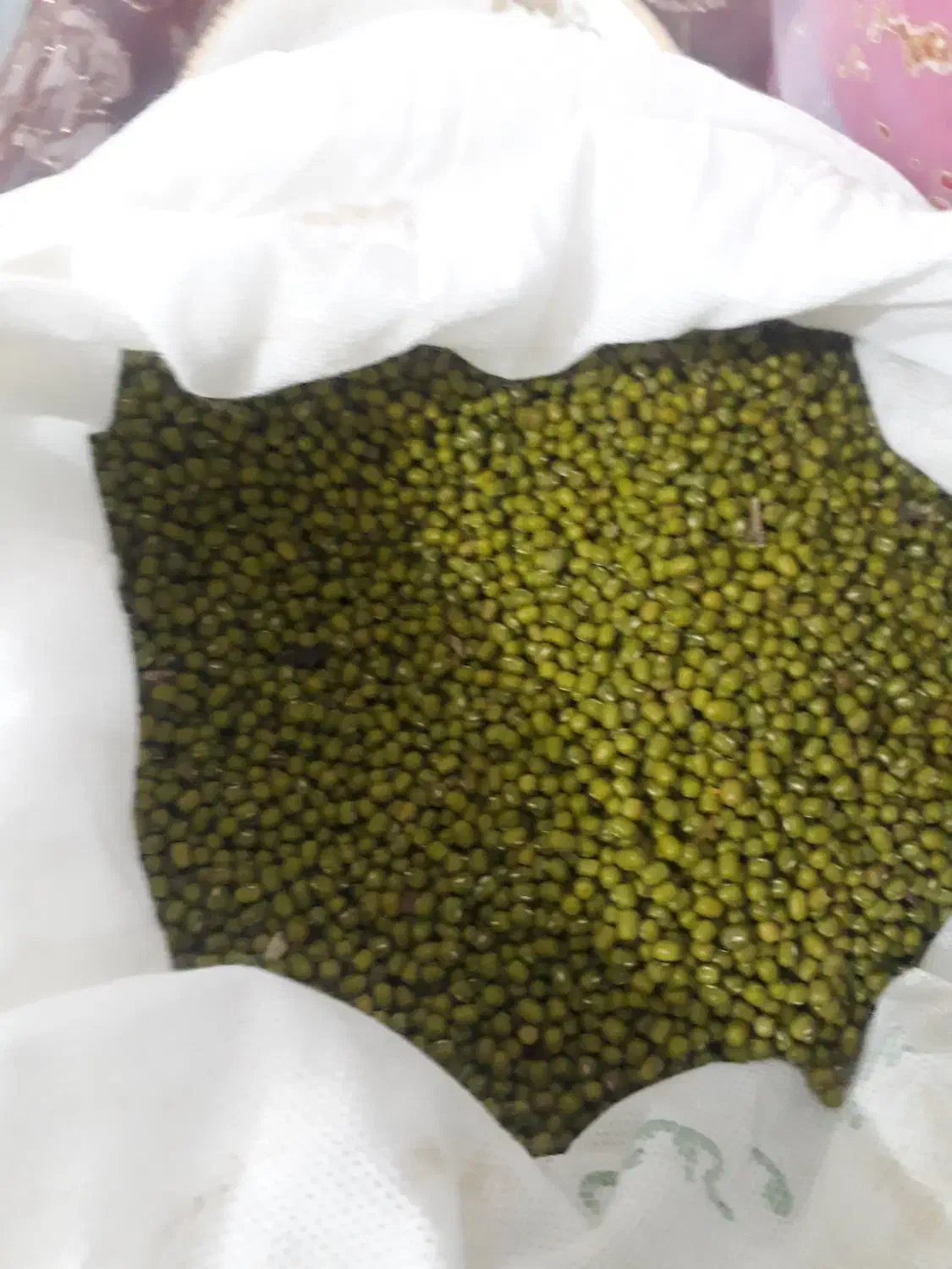 ماش تازه و تمیز|عمدهفروشی|آبدانان, |دیوار