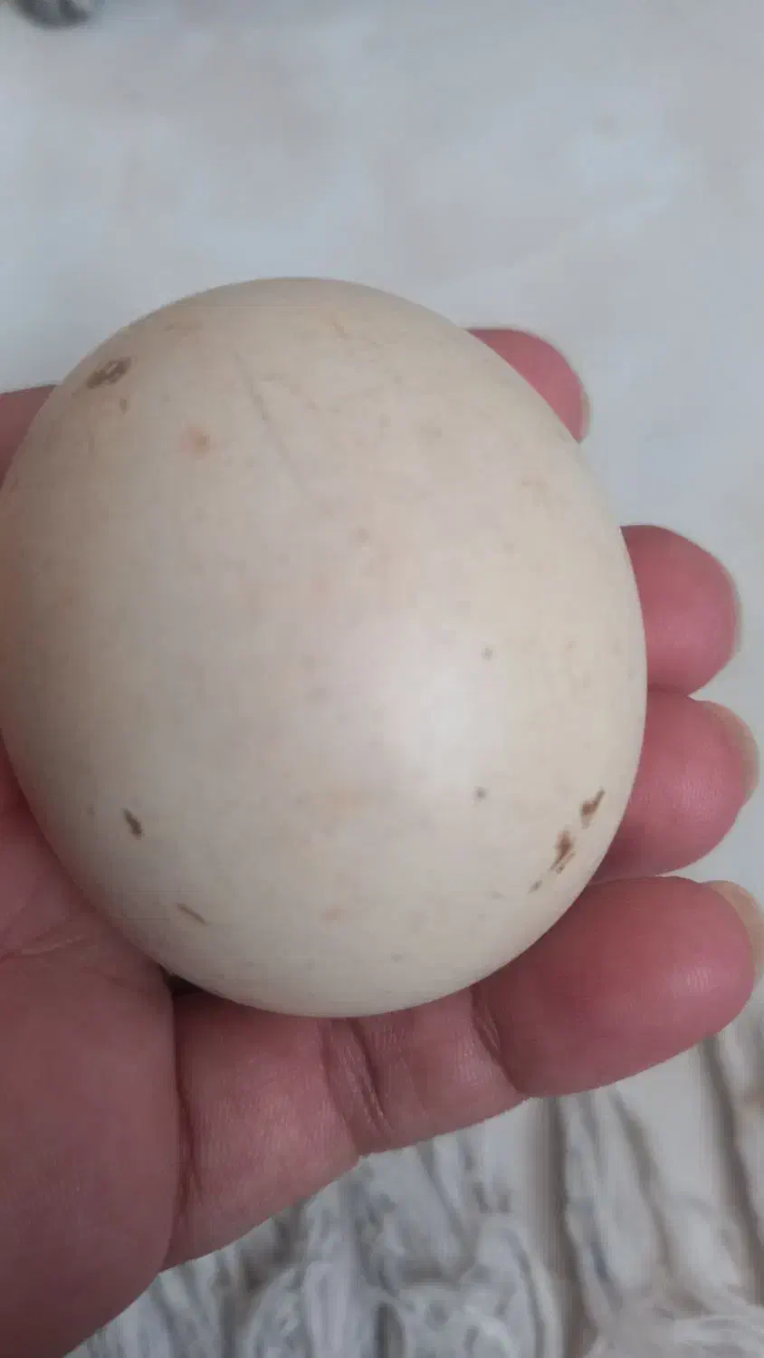 سنگ آسیاب فروشی با شهاب سنگ|جواهرات|تهران, افسریه جنوبی|دیوار