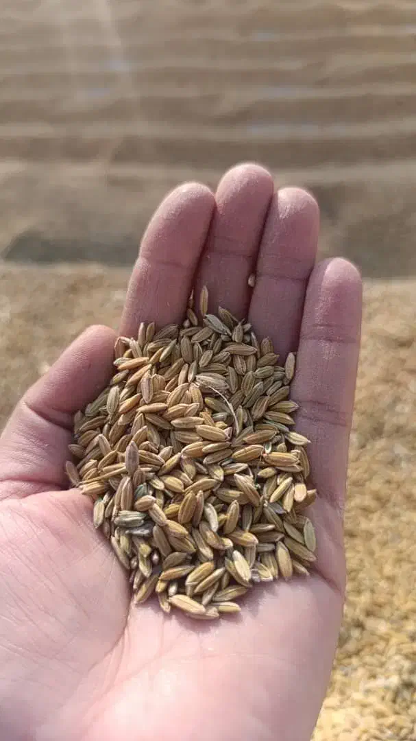 شلتوک کامفیروز|خوردنی و آشامیدنی|مرودشت, ابوذر جنوبی|دیوار