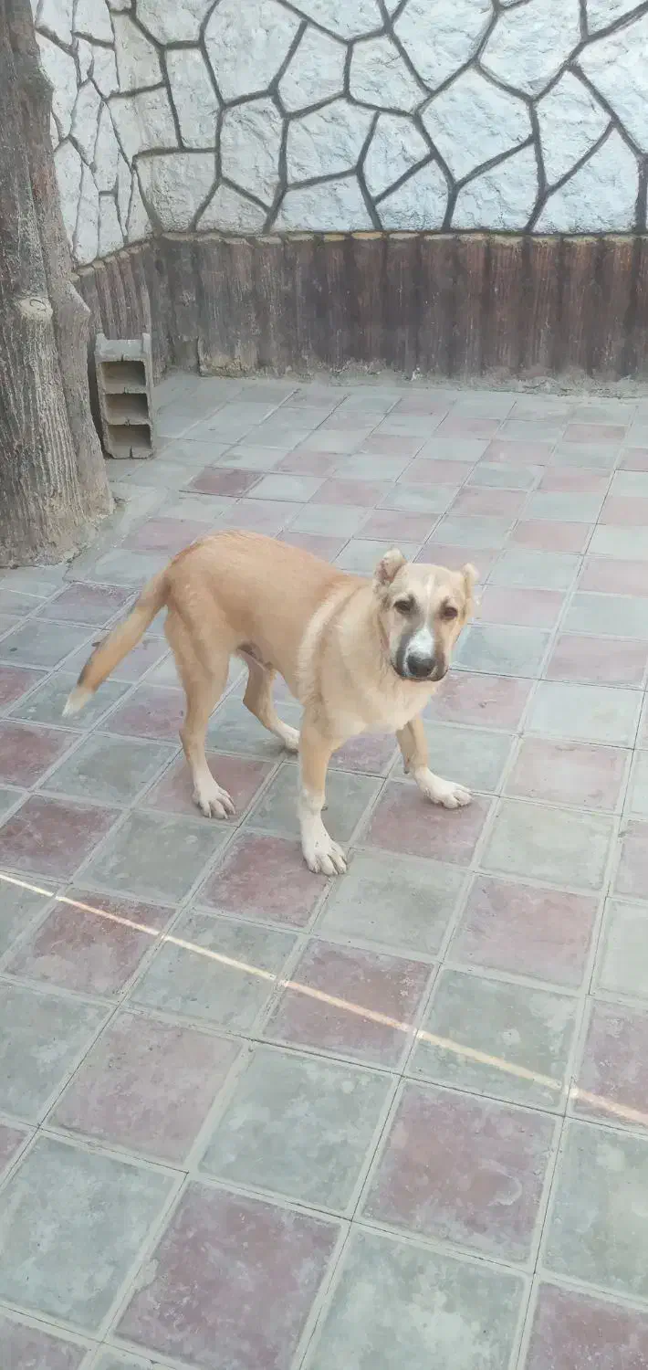 توله ۶ماهه|سگ|کاشان, دانشگاه|دیوار