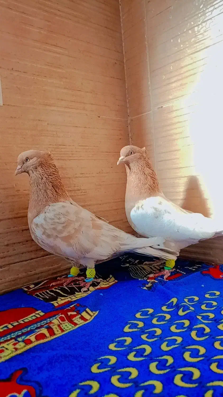 یک جفت کله زرد کاکلی روی تخم|پرنده|رشتخوار, |دیوار