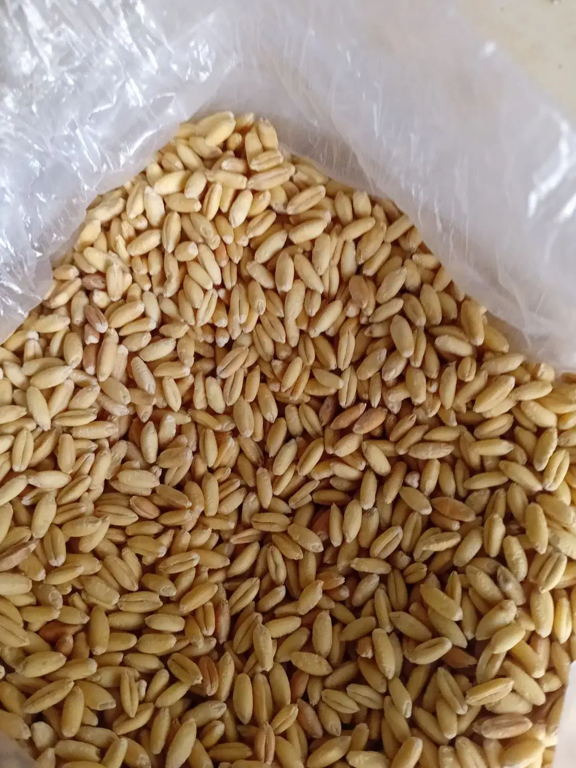 گندم ابی|خوردنی و آشامیدنی|سیلاخور, |دیوار