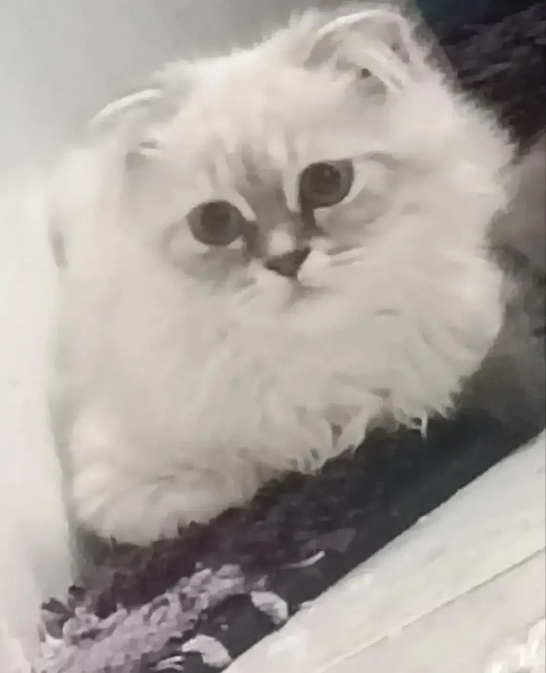 گربه پرشین اسکاتیش|گربه|تهران, بریانک|دیوار