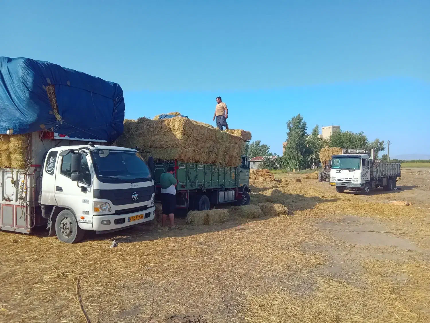 پرس شالی وزن بالا|خدمات باغبانی و درختکاری|ینقاق, |دیوار