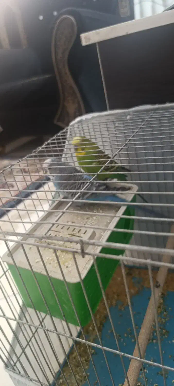 دوعد مرغ عشق نر با قفس|پرنده|فولادشهر, مسکن مهر فولادشهر|دیوار