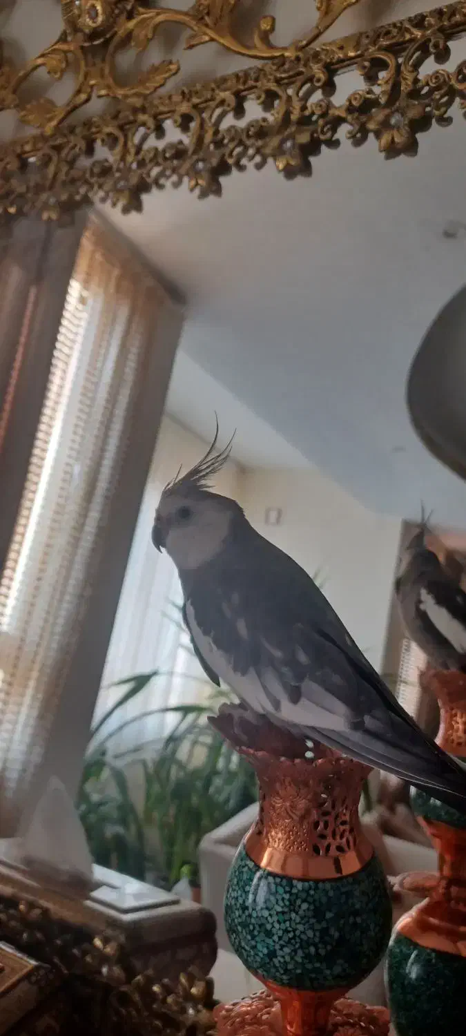 جفت عروس هلندی سالم وسرحال و سخنگو|پرنده|شهریار, شهرک وائین|دیوار