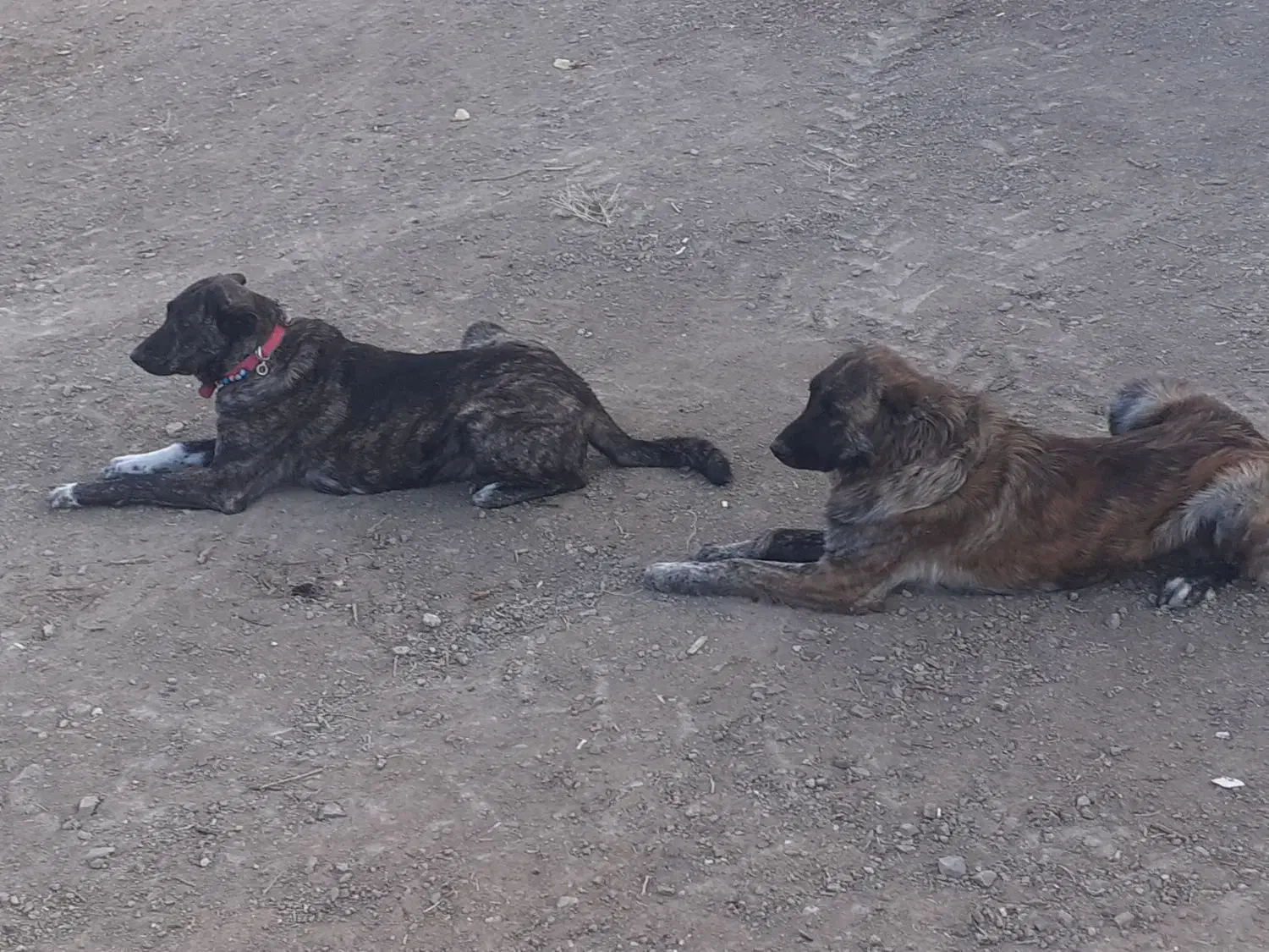 سگ دورگ|سگ|فرمهین, |دیوار