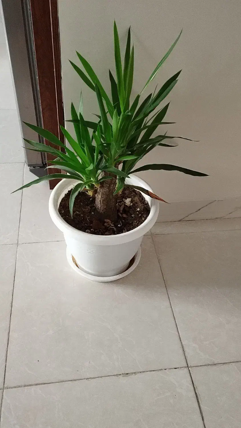 گل با گلدان|گل و گیاه طبیعی|پردیس, فاز ۸|دیوار