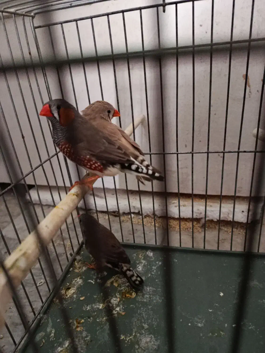 فنج|پرنده|قم, نخودی|دیوار