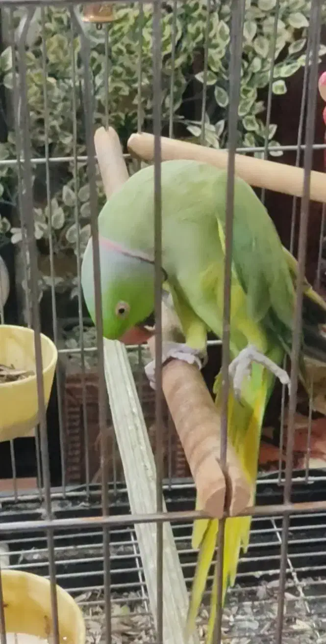 طوطی ملنگو فول دستی سخنگو|پرنده|برخوار, |دیوار