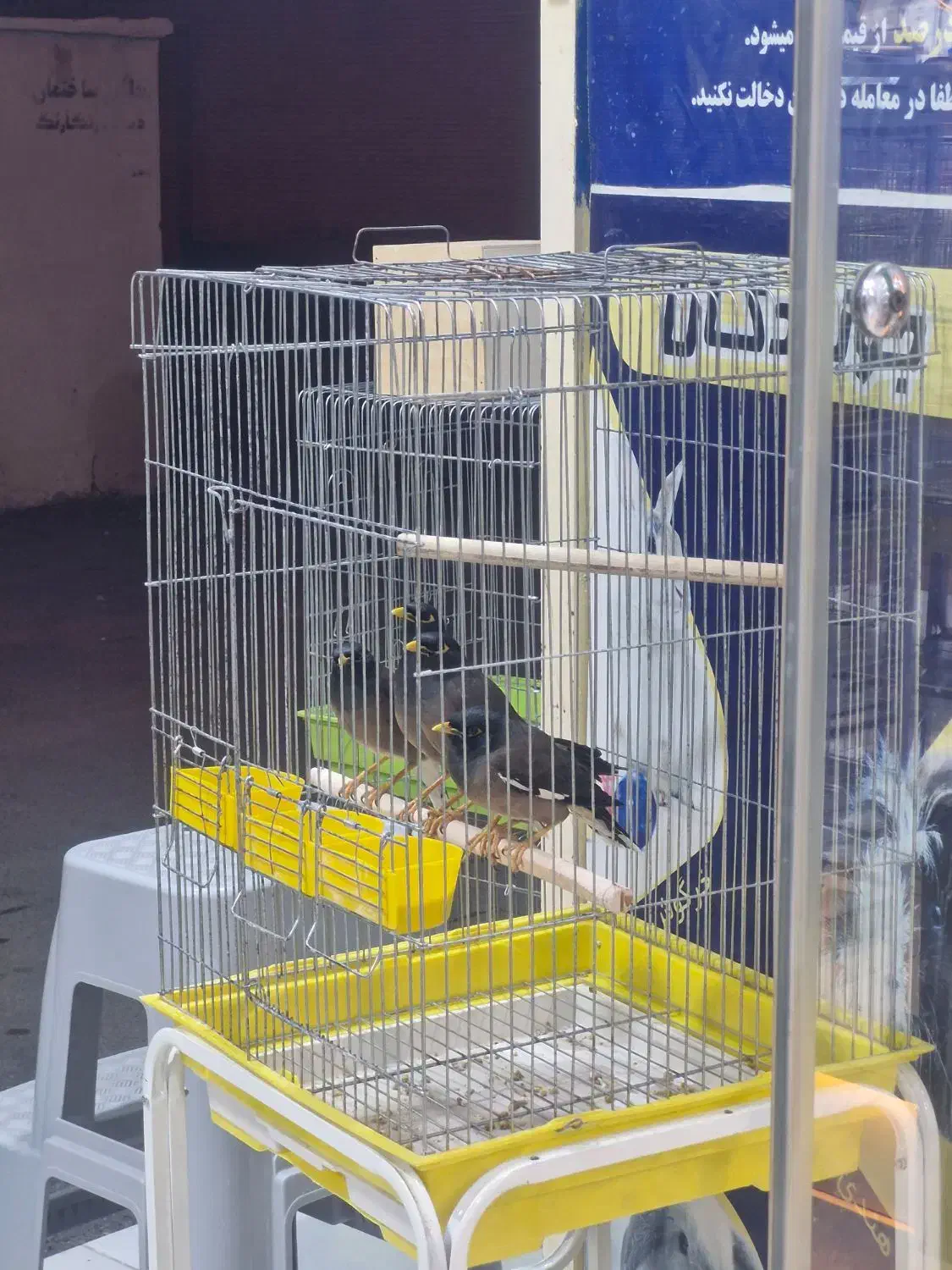 مینا چشم ستاره ای|پرنده|قشم, |دیوار