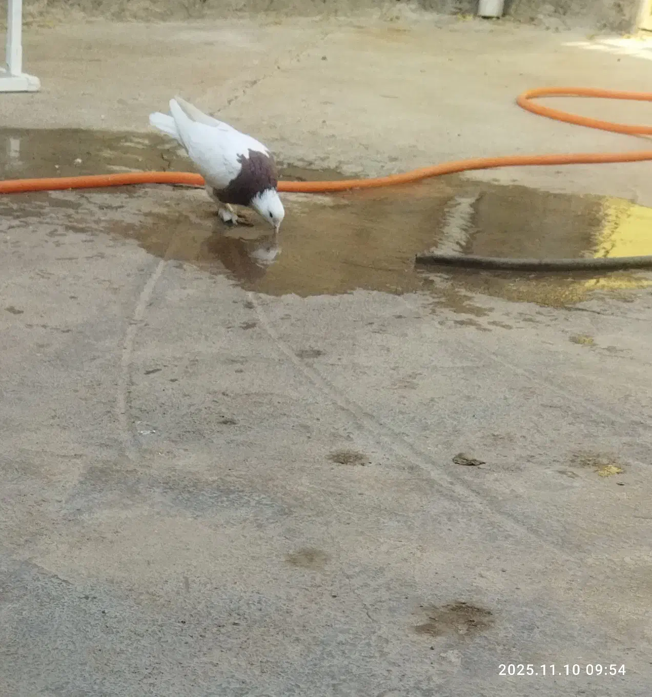 کبوتر طوقی کاکول پاپر|پرنده|مسجد سلیمان, |دیوار