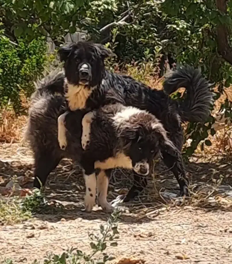 واگذاری سگ قدرجونی|سگ|مبارکه, |دیوار