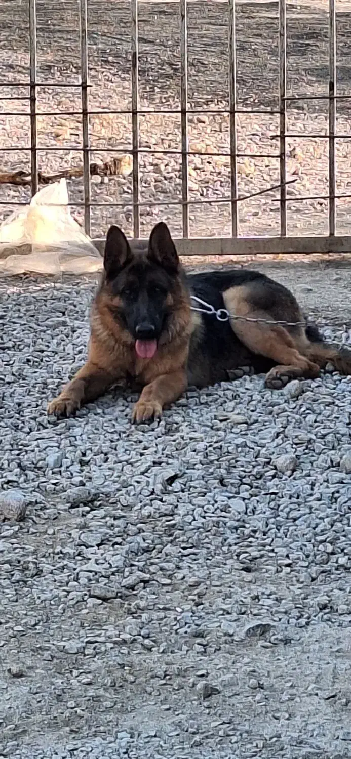 واگذاری سه عدد سگ ژرمن و روت وایلر|سگ|اصفهان, بهارستان|دیوار