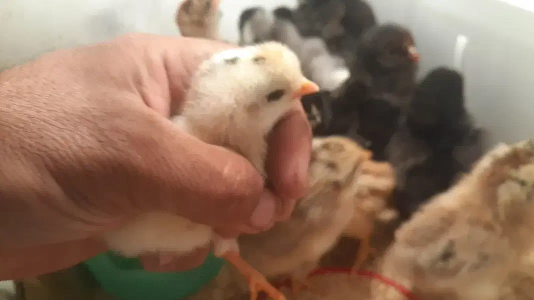 فروش جوجههای یک روزه محلی وکاکلی و برهما|حیوانات مزرعه|شیراز, گچی|دیوار