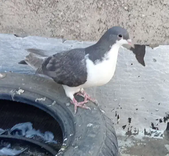 کبوتر پرش|پرنده|نیشابور, شهید بهشتی|دیوار