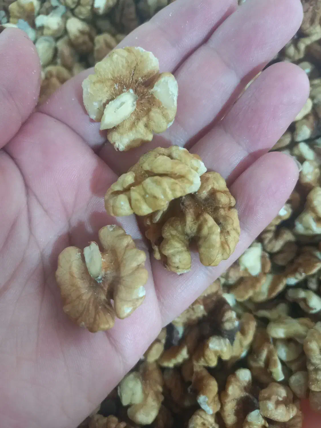 گردو برنج و لوبیا درجه یک الموت|عمده‌فروشی|محمدیه-قزوین, |دیوار