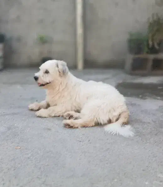 گم شده|حیوانات|میناب, |دیوار