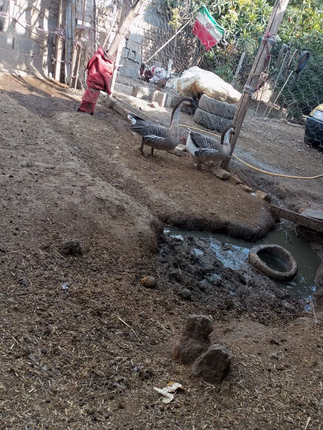 قوغاز نرو ماده|حیوانات مزرعه|مینودشت, |دیوار