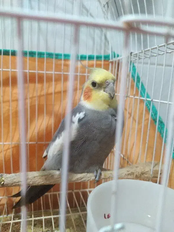 جفت|پرنده|لاهیجان, بازکیاگوراب|دیوار