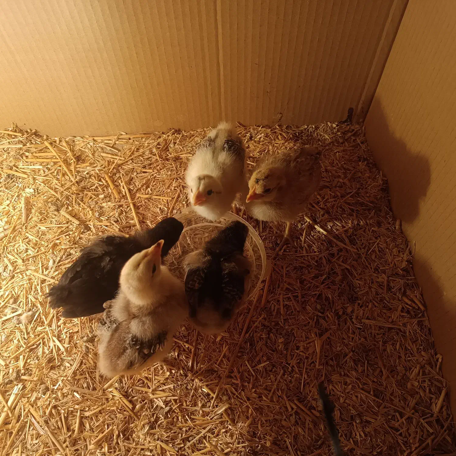 جوجه برهما|حیوانات مزرعه|کازرون, |دیوار