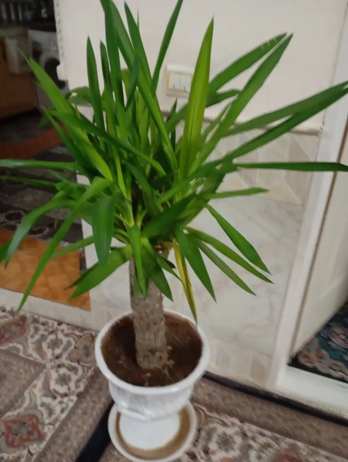 گل دیفن وگل یوکا|گل و گیاه طبیعی|نیشابور, شهرآرا|دیوار