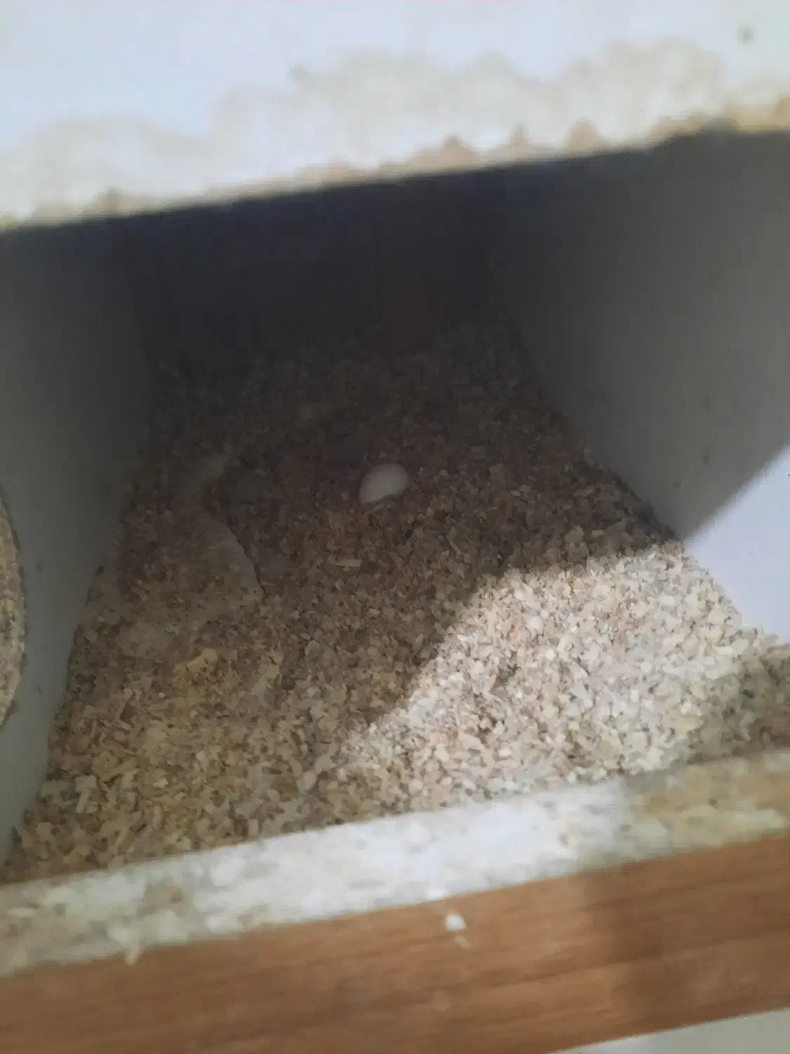 یک جفت عروس هلندی ایزابلا و وایت فیس|پرنده|گلبهار, شهر جدید گلبهار|دیوار