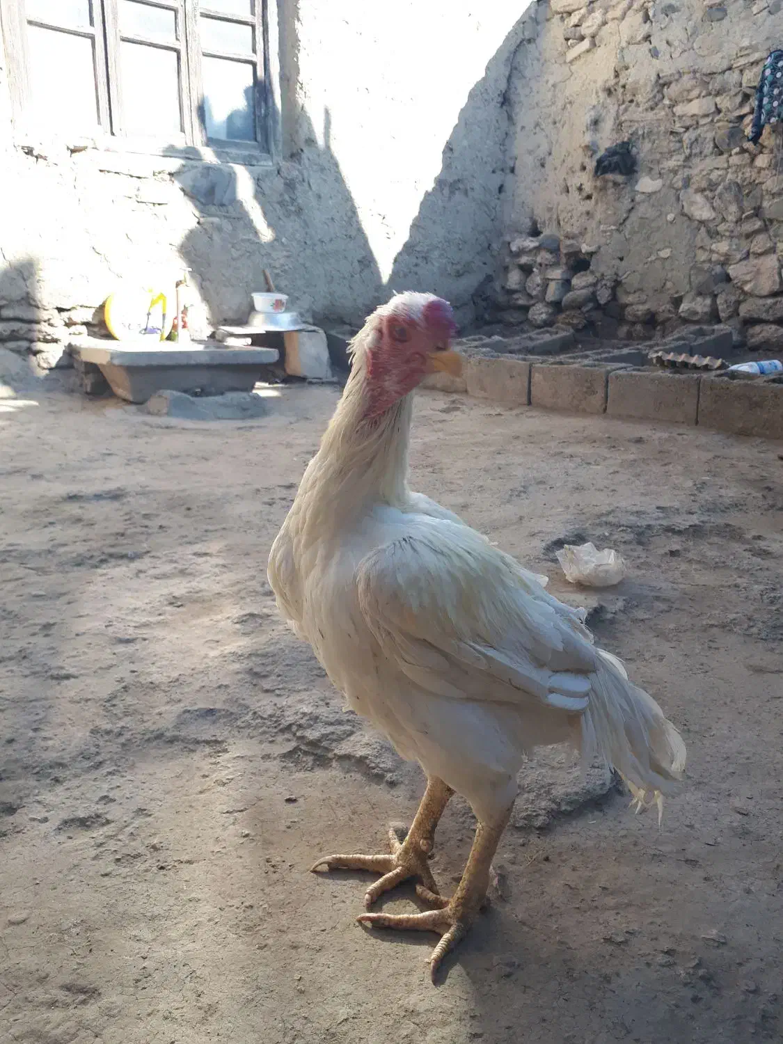 خروس لاری سفید تاج مهر|حیوانات مزرعه|بازرگان, |دیوار