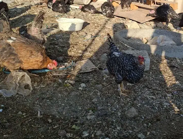 مرغ رسمی تخم گذار|حیوانات مزرعه|رودهن, |دیوار