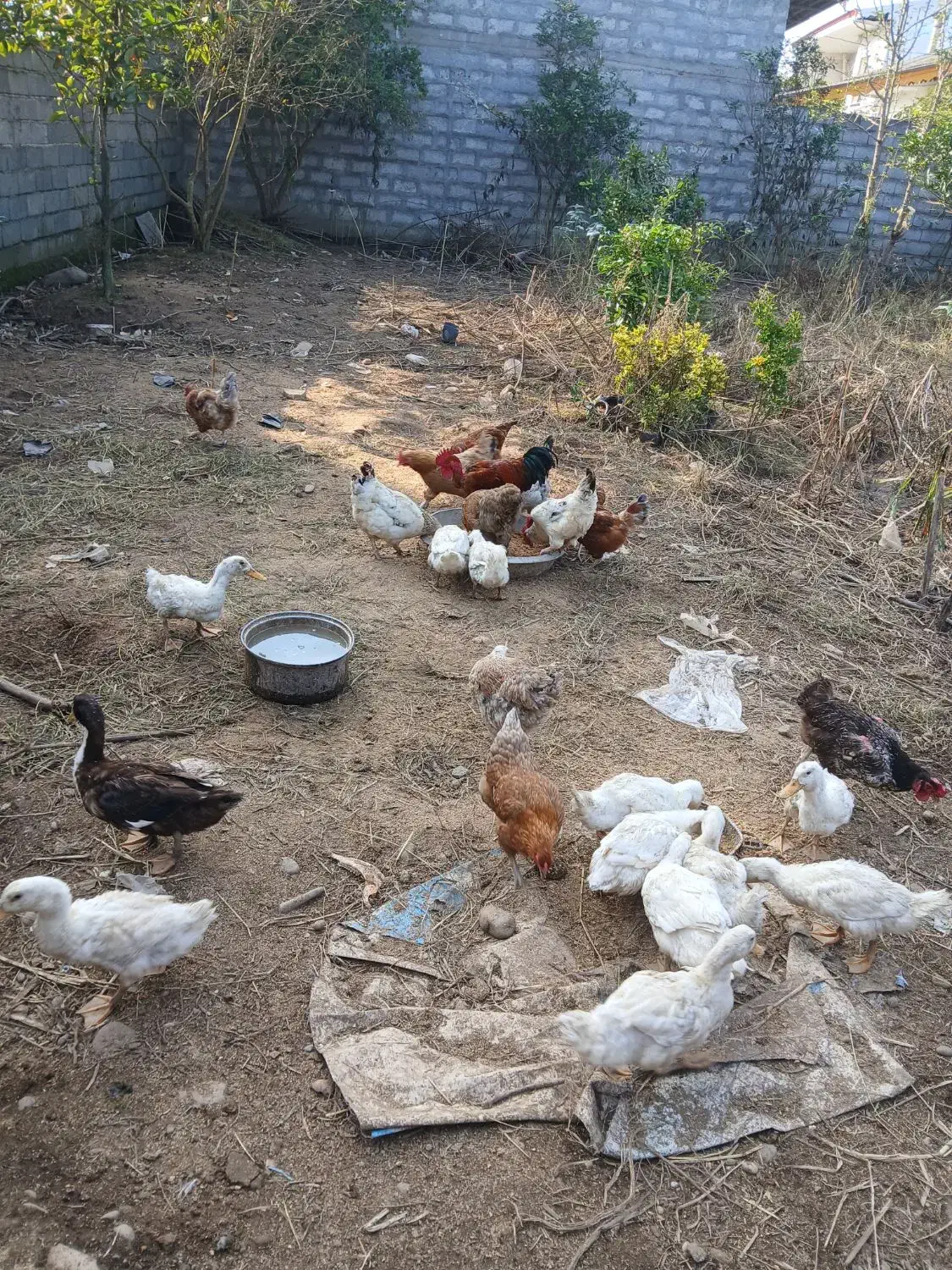 اردک مرغ خروس محلی سفارش میپذیرم|حیوانات مزرعه|واجارگاه, |دیوار