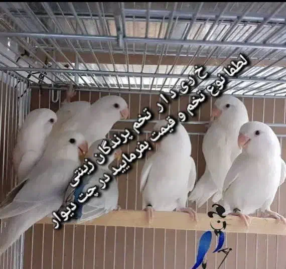 تخم پرندگان زینتی|لوازم جانبی حیوانات|قزوین, |دیوار