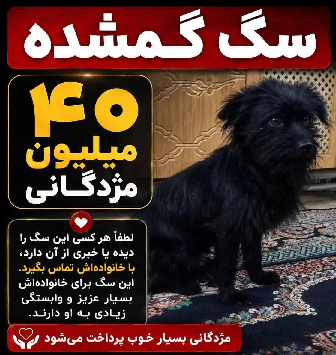 گمشده|حیوانات|بم, |دیوار
