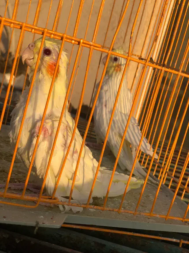 طوطی برزیلی،عروس هلندی مولد،جوان،سرلاکی|پرنده|گلستان (تهران), |دیوار