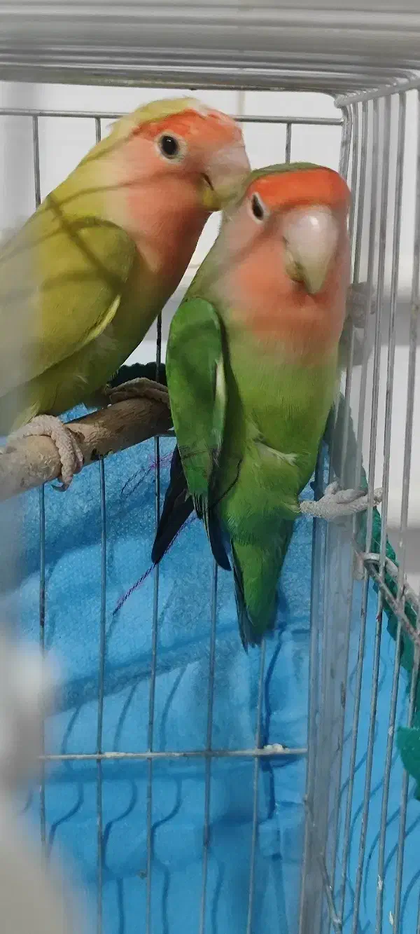 کوتوله برزیلی طوطی برزیلی گرینچیک|پرنده|آباده, |دیوار