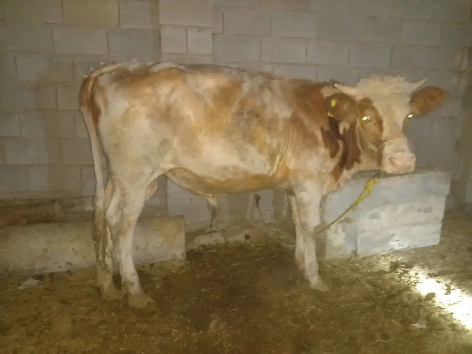 گوساله نر آلمانی و گاو و گوساله آلمانی|حیوانات مزرعه|رامشیر, |دیوار