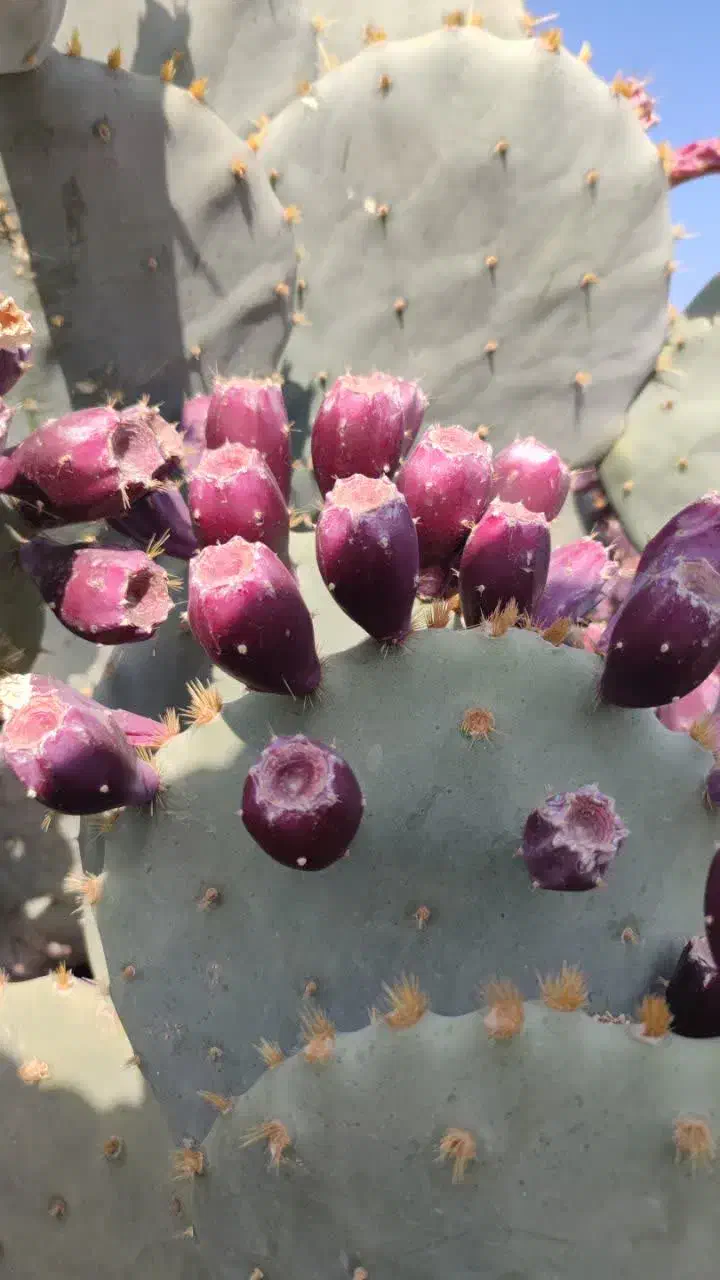 میوه کاکتوس(گل کاکتوس) بسیار پرخاصیت|خوردنی و آشامیدنی|کاشان, امیرکبیر|دیوار