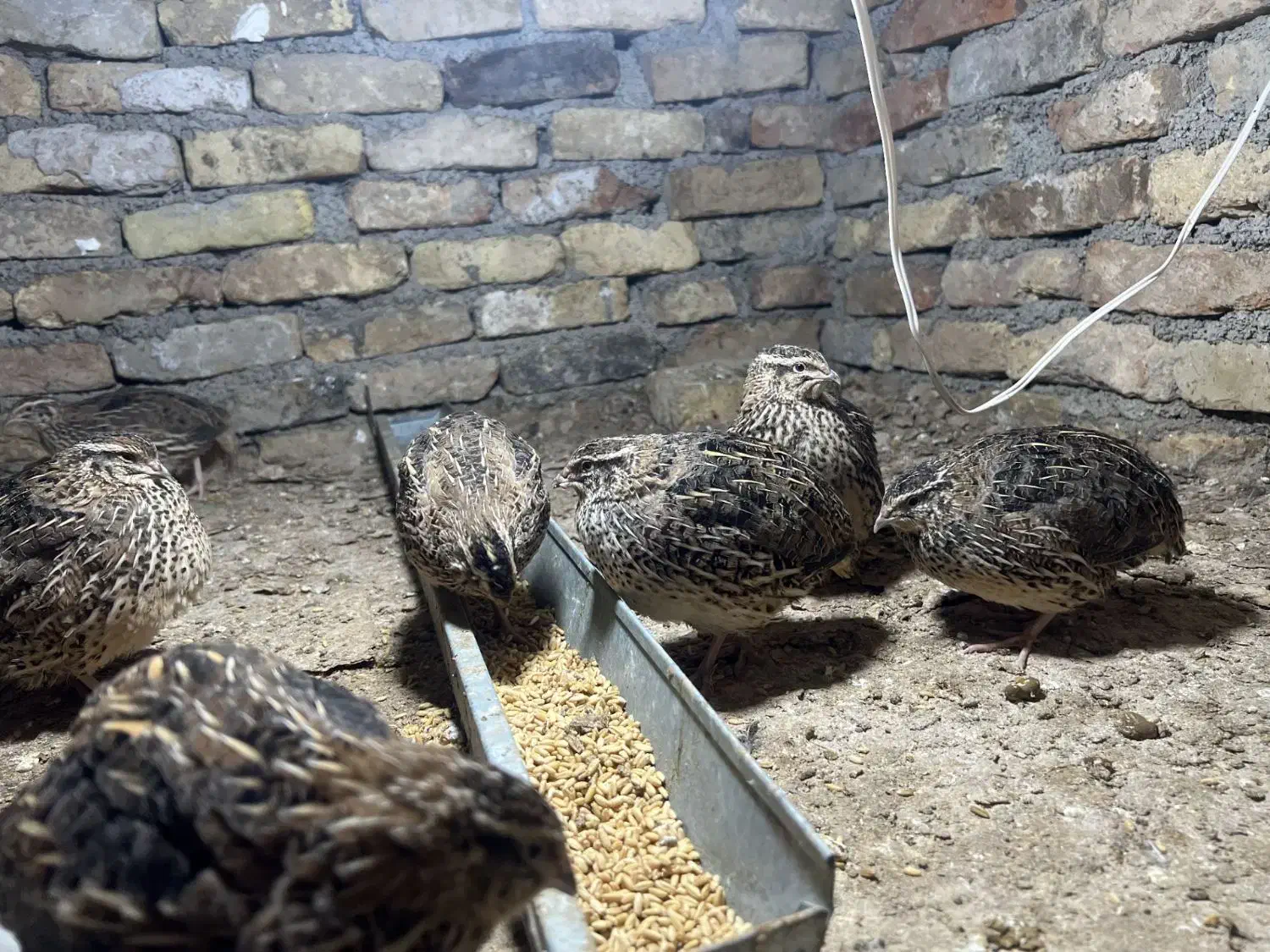 بلدرچین ژاپنی اصل|حیوانات مزرعه|پاکدشت, پاکدشت (مامازند)|دیوار