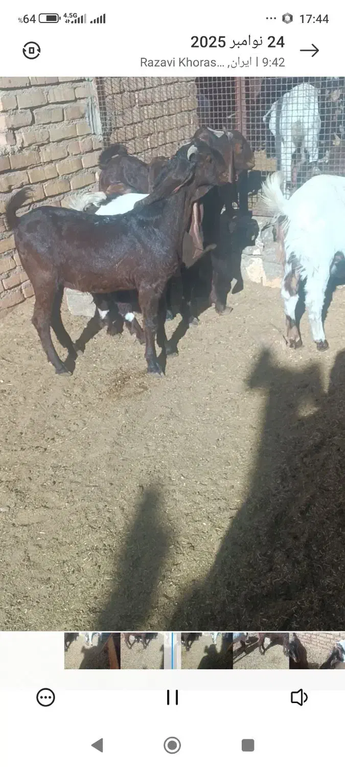 بزغاله اصیل پاکستانی نر وماده|حیوانات مزرعه|پائین جام, |دیوار