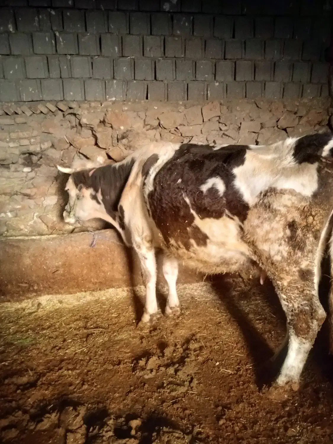 گاو هشت ماه ابسن|حیوانات مزرعه|بلبان آباد, |دیوار