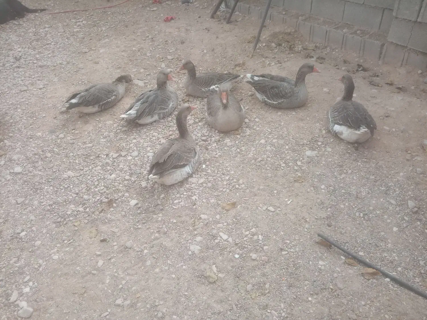 غاز فروشی|حیوانات مزرعه|فسا, |دیوار