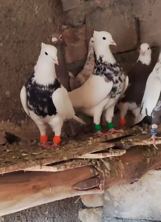 طوقی|پرنده|کنگاور, |دیوار