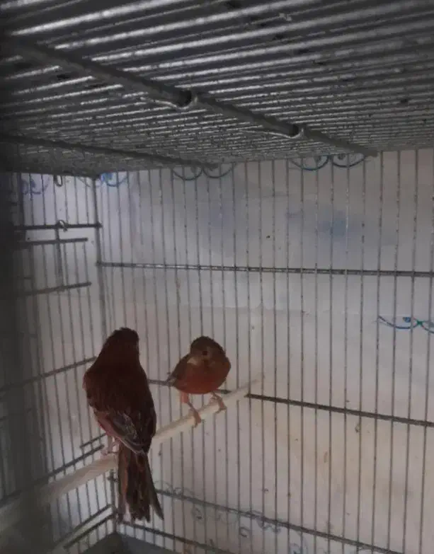 قناری|پرنده|هشتگرد, شهرک پامچال|دیوار