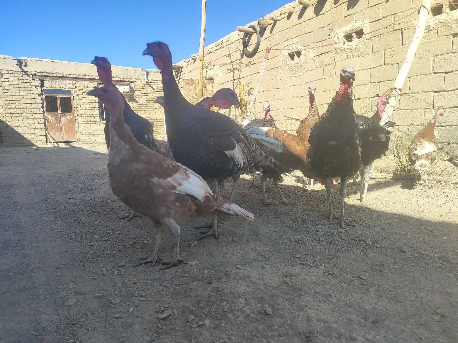 بوقلمو|حیوانات مزرعه|شراء, |دیوار