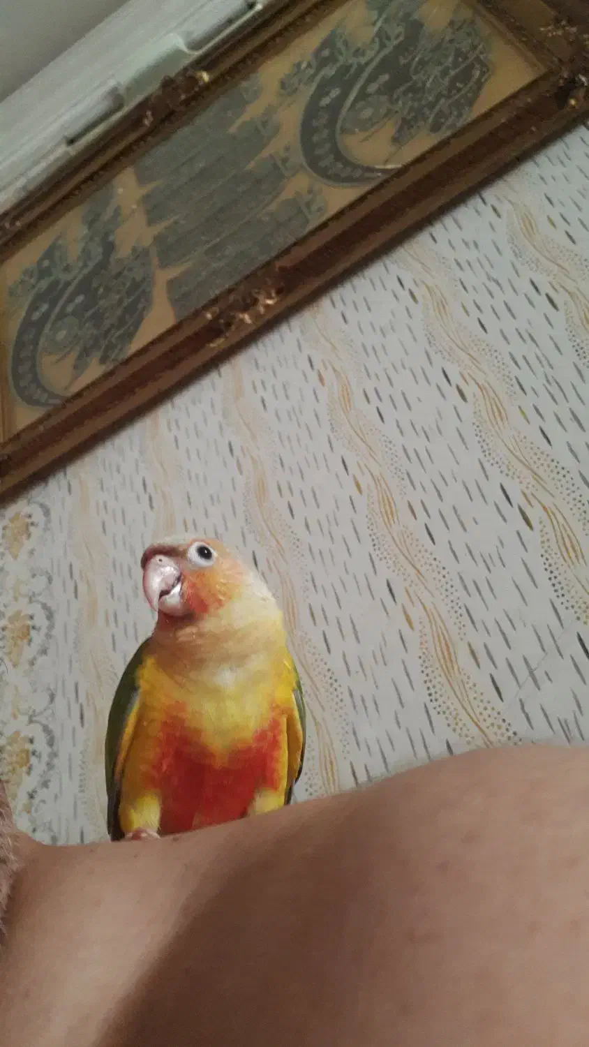 گرینچیک ۵ماهه دستی شاه تخم باهوش|پرنده|مشهد, سازمان آب|دیوار