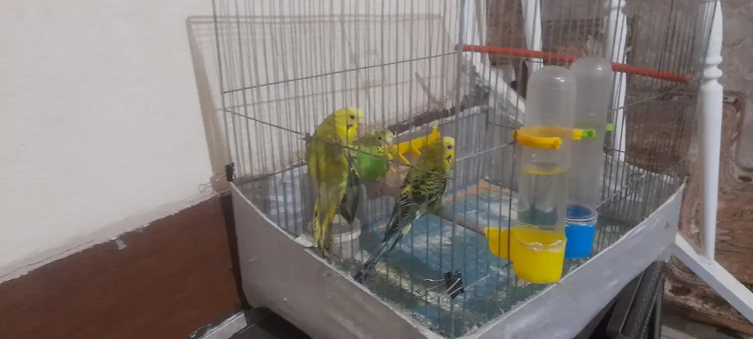 مرغ عشق|پرنده|الوند, |دیوار