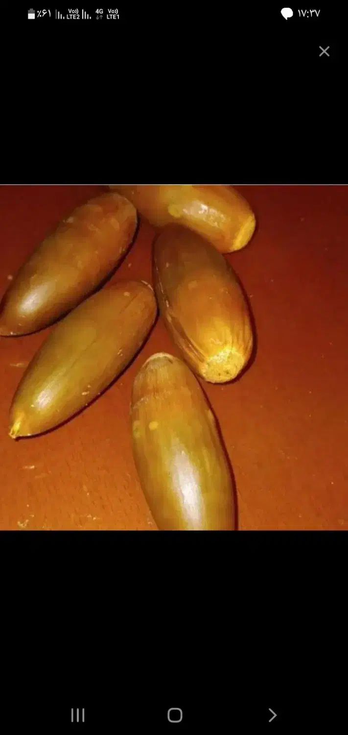 فروش بلوط|خوردنی و آشامیدنی|خانمیرزا, |دیوار