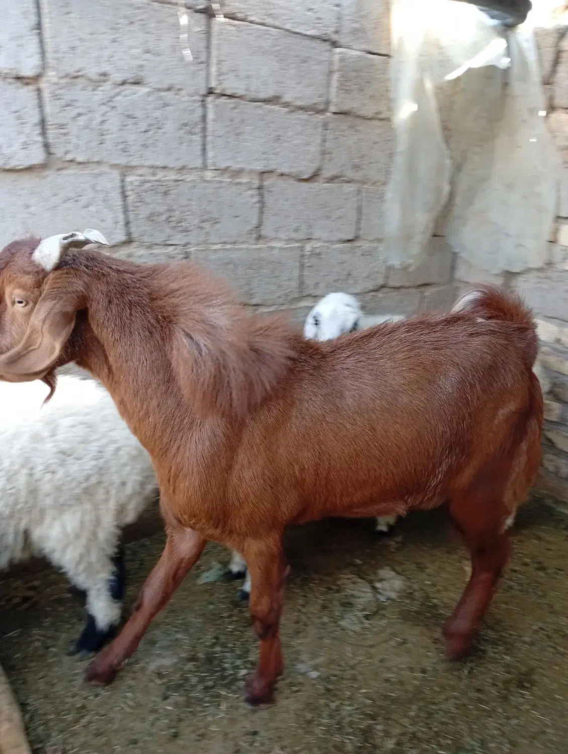 بزه نر مری|حیوانات مزرعه|زهک, |دیوار