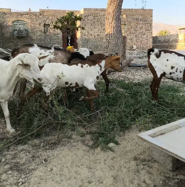 بزه|حیوانات مزرعه|خمیر, |دیوار